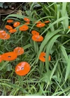 Kis méretű kerek üveg virág kültérre narancssárga színben 43 cm -es rozsdamentes acélszáron
