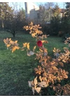 Közepes méretű üveg kála virág kültérre piros-fekete színben 43 cm -es rozsdamentes acélszáron