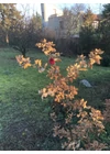 Közepes méretű üveg kála virág kültérre piros-fekete színben 43 cm -es rozsdamentes acélszáron
