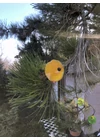Közepes méretű üveg kála virág kültérre transzparens, narancssárga, sárga színben 43 cm -es rozsdamentes acélszáron