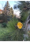 Közepes méretű üveg kála virág kültérre transzparens, narancssárga, sárga színben 43 cm -es rozsdamentes acélszáron