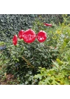 Medium size funnel shaped glass flower for outdoor use in red, white colour with 1 meter stainless steel stem