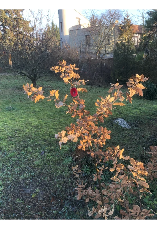 Közepes méretű üveg kála virág kültérre piros-fekete színben 43 cm -es rozsdamentes acélszáron