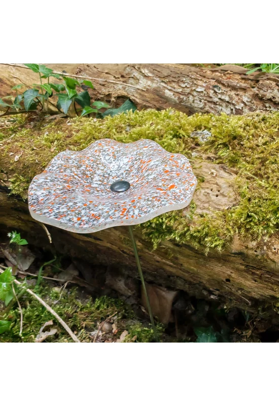 Transzparens alapszínű ovális üvegvirág , fehér-narancs pöttökkel