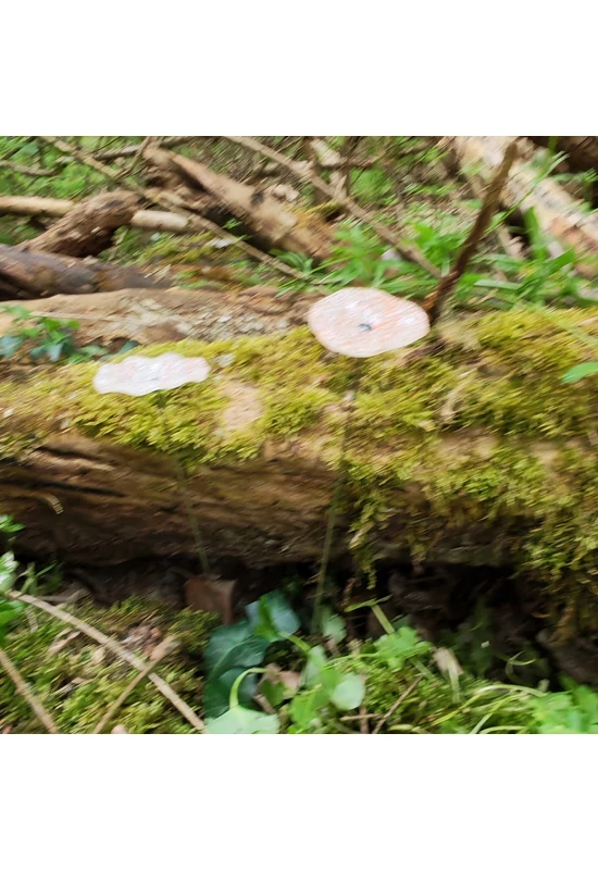 Transzparens alapszínű ovális üvegvirág , fehér-narancs pöttökkel